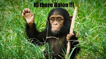 Funny Cats, Dogs and other animals 1