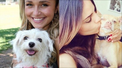 Funny Cats, Dogs and other animals 2