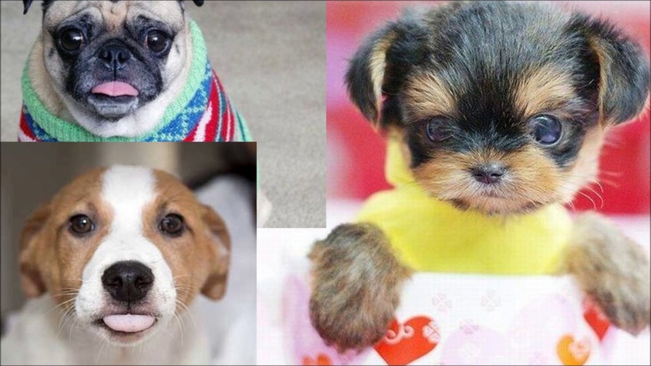 Funny Cats, Dogs and other animals 5