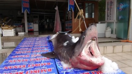 Marmara'da 1 Ton Ağılığında Köpek Balığı Yakalandı