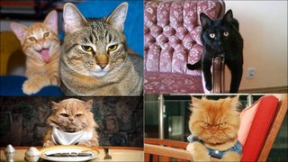 Funny Cats, Dogs and other animals 6