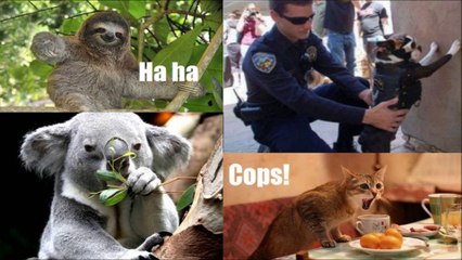 Funny Cats, Dogs and other animals 7