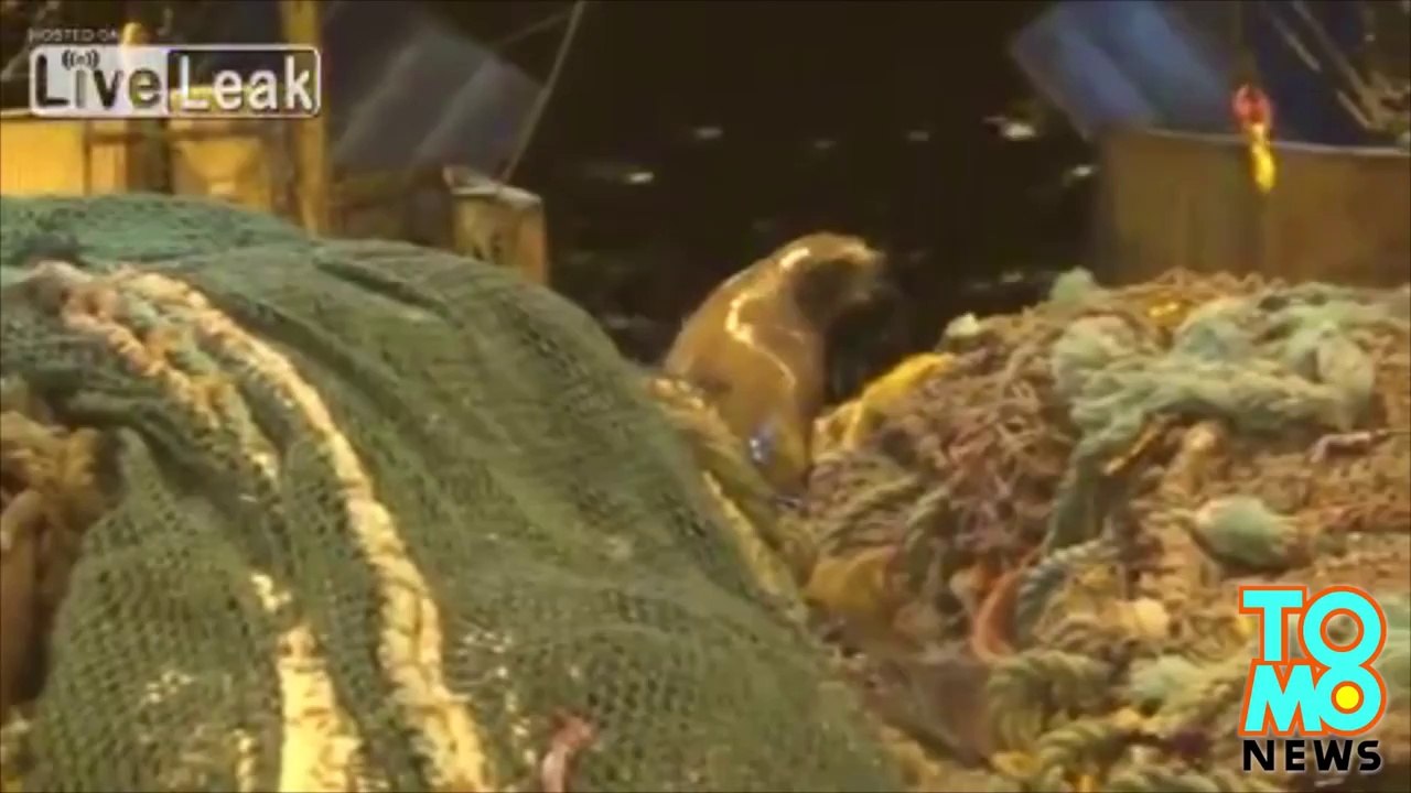 Sea lion attacks Russian fishermen and bites dog after being caught in their net.