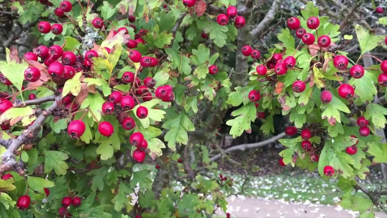 Apple iPhone 6 HD Video Sample iPhone6 video Apple