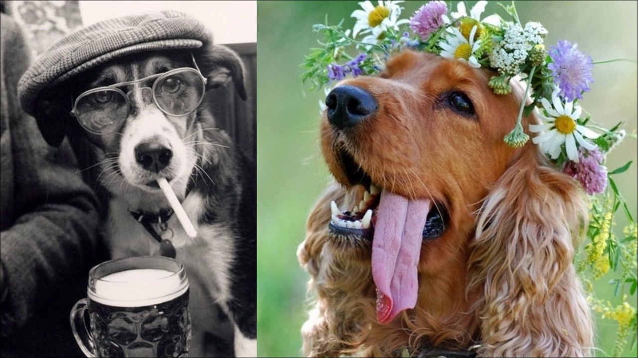 Funny Cats, Dogs and other animals 9