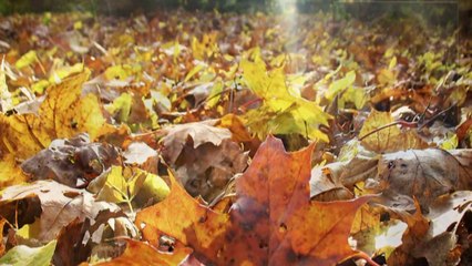 Росица Кирилова - Къде отиваш в такова време