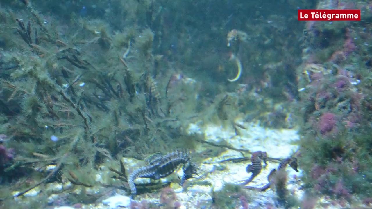 Vannes. Hippocampes : l'aquarium devient une nurserie