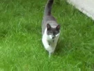 When Cats Attack