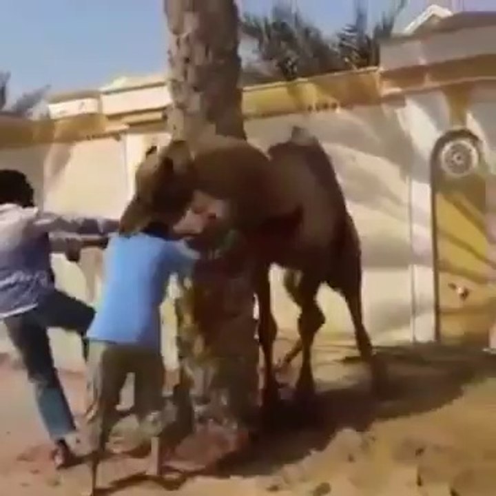 Angry Camel