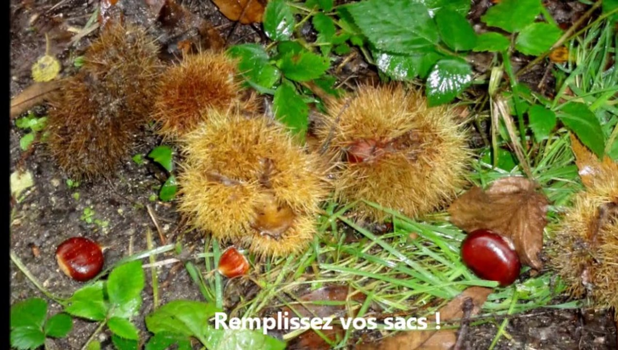 2014-10-15 châtaignes