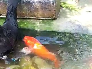 BALIKLARI BESLEYEN KUĞULAR