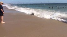 VIDEO Des requins en état de frénésie alimentaire au bord d’une plage