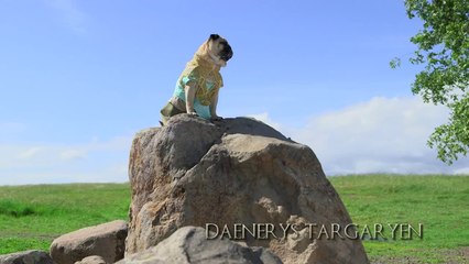 The Pugs of Westeros