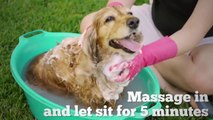 7 Simple Hacks Every Dog Owner Should Know