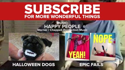 24 Pets Who Can Talk Like Humans