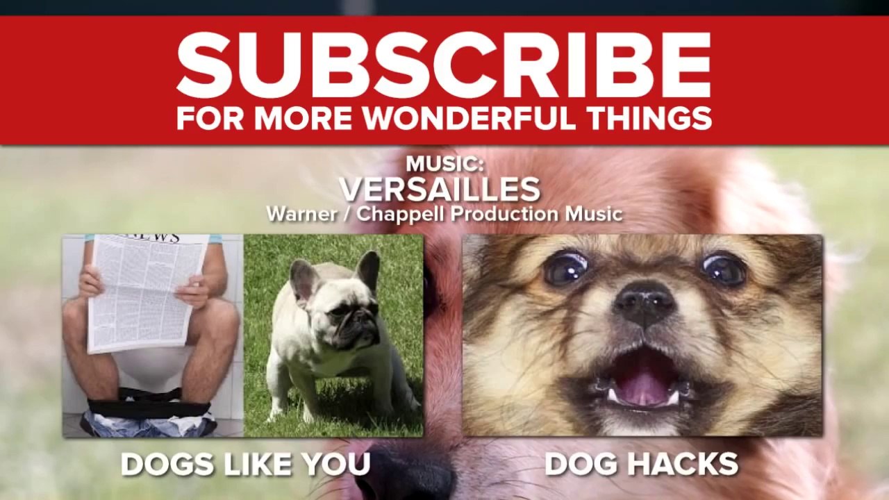 Dogs Vs