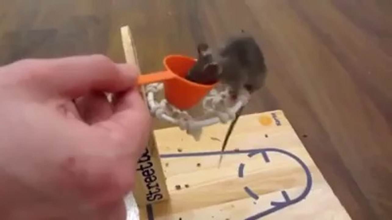 very funny mouse training must watch