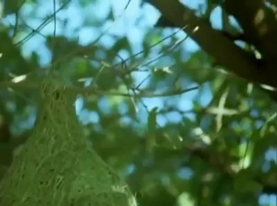 DOKUMACI KUŞ