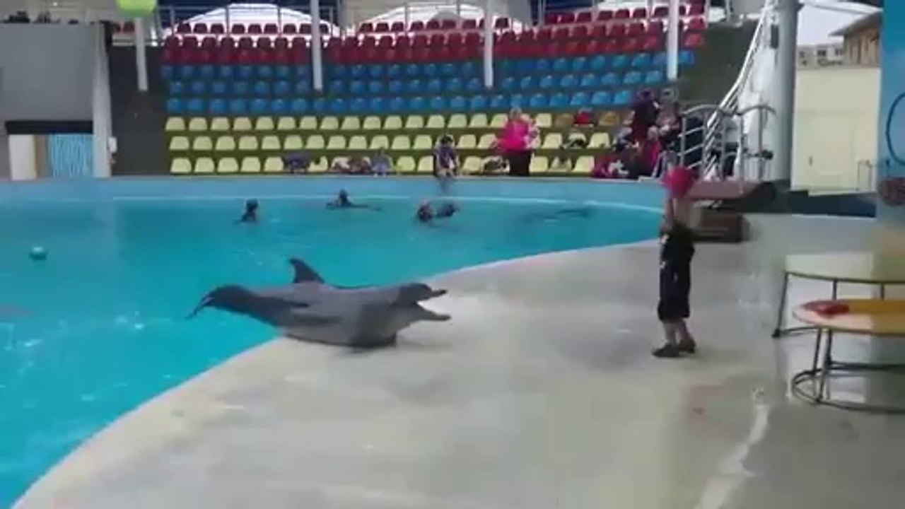 Un enfant joue a la balle avec un dauphin