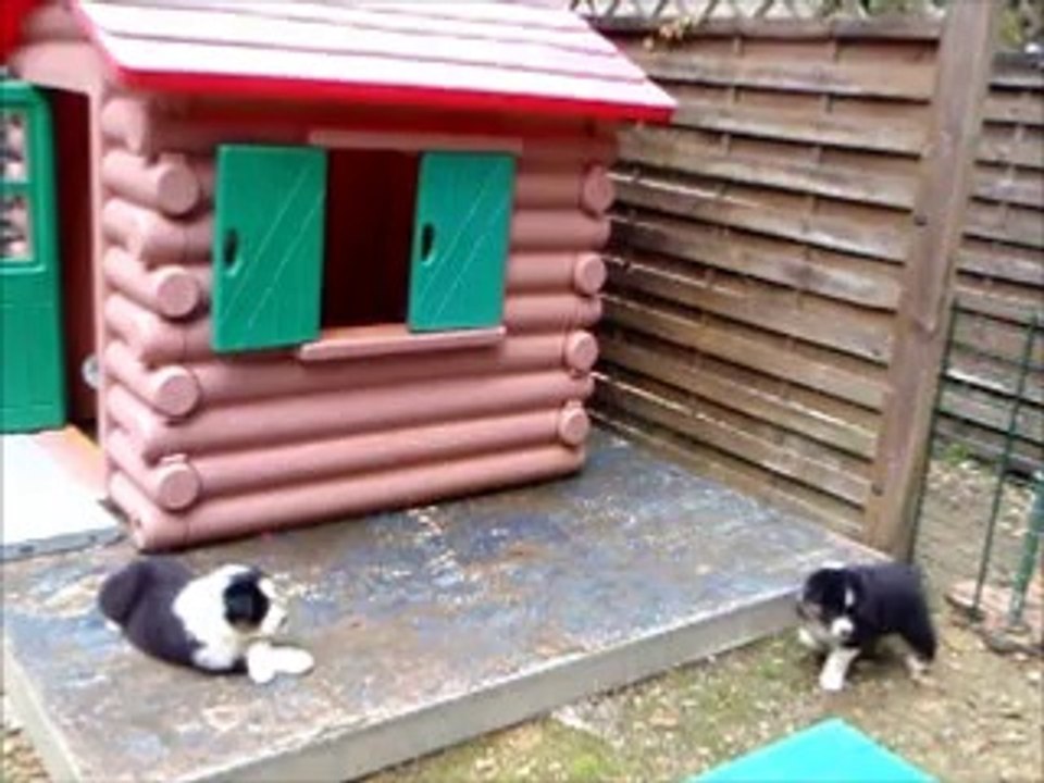 chiots femelles berger australien