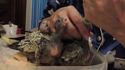 Nourrissage de calopsittes de 3 semaines