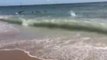 Rare Shark Feeding Frenzy at Cape Lookout National Seashore, North Carolina