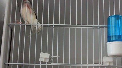 GTE 2014 Paddas Opale ind non classes