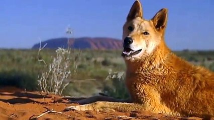Travel Oz: The Great Aussie Outback