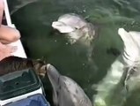 La rencontre émouvante d'un chat et d'un dauphin