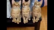 Funny Cat Videos 2014  - Komik Kedi Videoları 2014