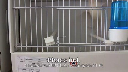 GTE 2014 Paddas Opale Phaeo ind