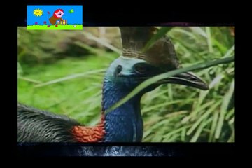 طائر يلعب الكنغوفو