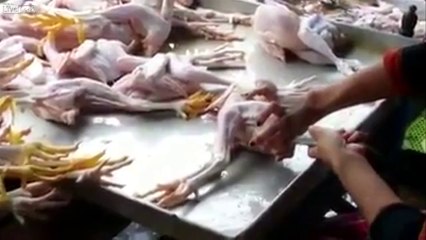 Skinny chicken to fat chicken in 10 seconds