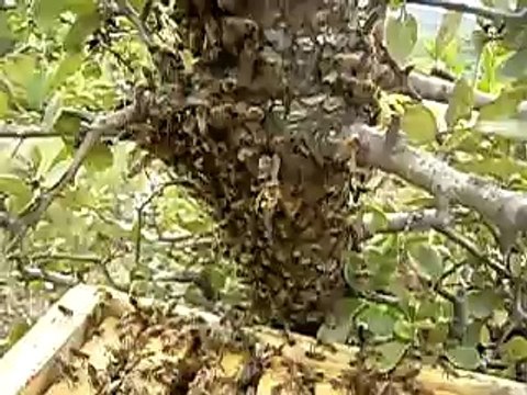 oğulun kovana konulması