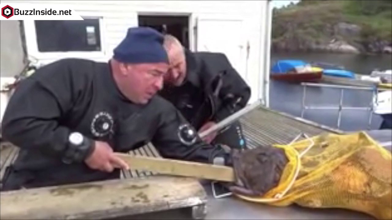 Un pêcheur a une main coincée dans la gueule d'un poisson