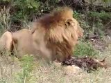 Erkek Aslan Sırtlan yiyor