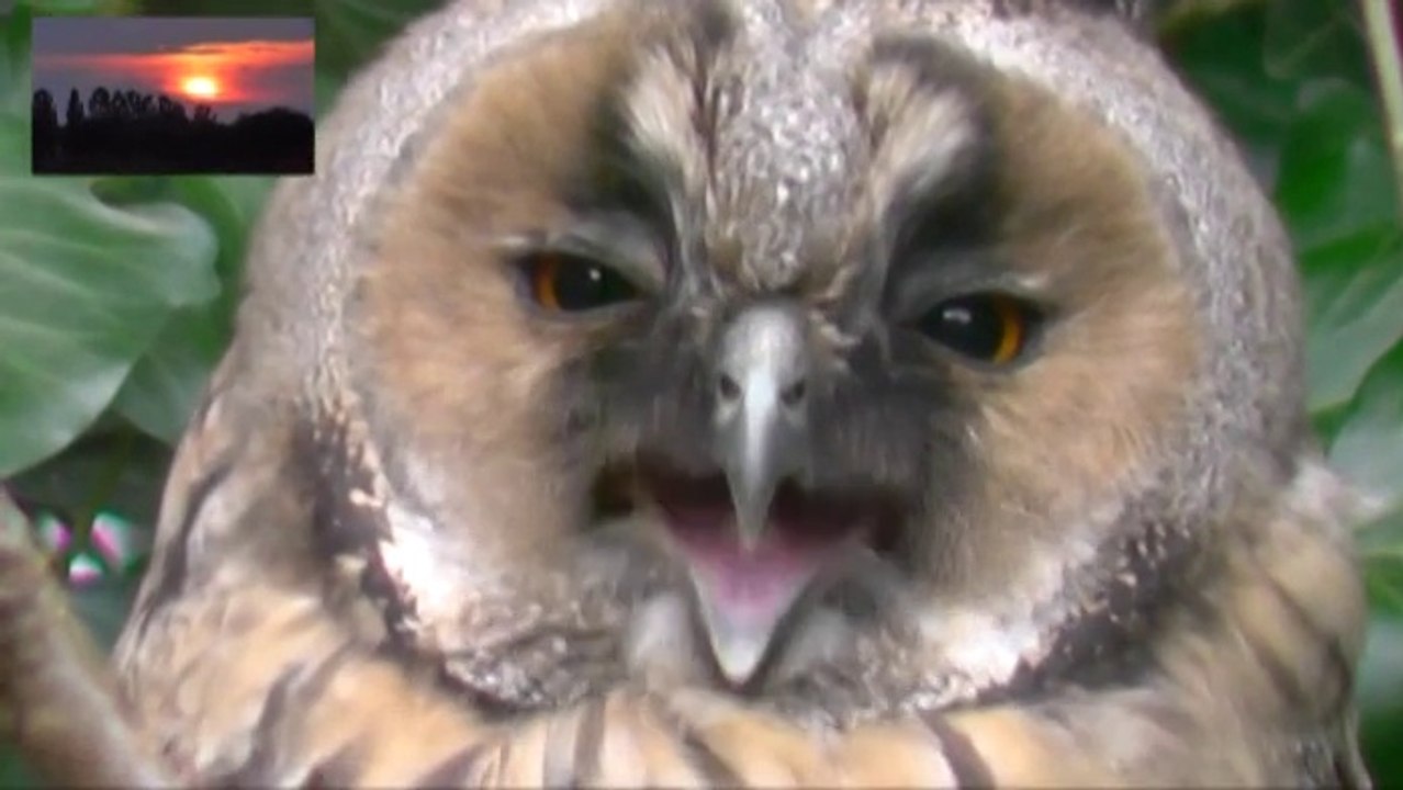 Des jeunes hiboux moyens-ducs