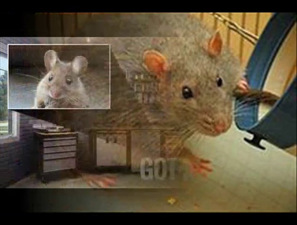 Rodent Exterminator Philadelphia, PA