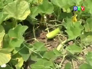 Mô hình trồng khổ qua, bắp (ngô) - nghenong.com