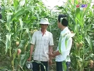 Mô hình trồng màu ở xã hậu thành huyện cái bè - nghenong.com