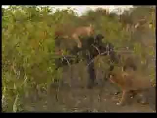 Aslan ordusu Fili böyle avlıyor