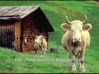 Very funny and cute animals video - cats, dogs, etc - Video Dailymotion