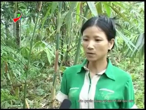 Mô Hình Trồng Và Thâm Canh Măng Bát Độ Tại Thôn Đồng Cát Xã Kiên Thành Huyện Trấn Yên - nghenong.com