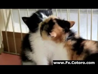 Funny Cats Kissing - Video Dailymotion