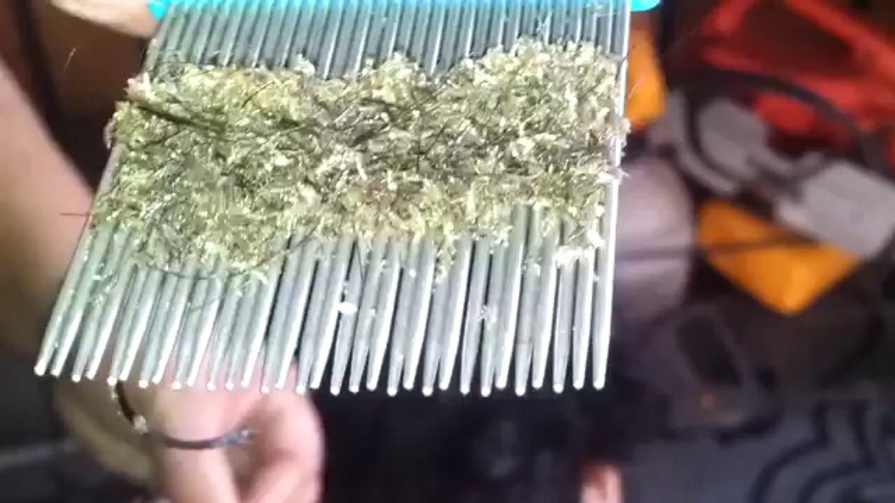 Vous n'avez jamais vu autant de poux sur la tête de quelqu'un