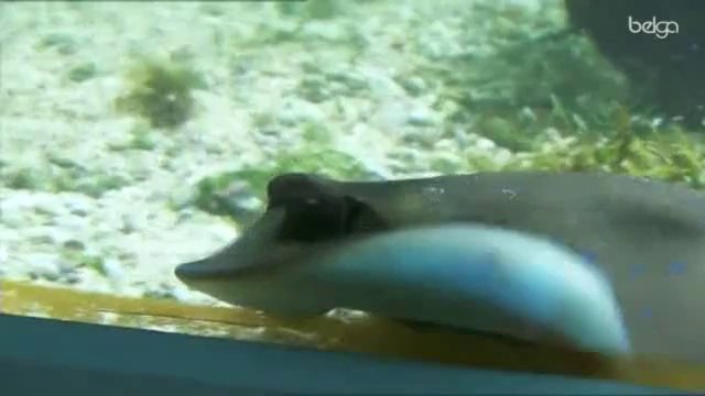 Naissance rare d'une raie à points bleus au Zoo d'Anvers