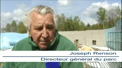 Qannik, l'oursonne fait ses premiers pas à Aywaille