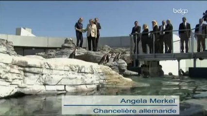 Angela Merkel adopte un manchot
