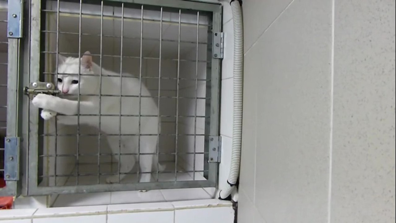 Un Chat Malin Reussi A Ouvrir Sa Cage Video Dailymotion