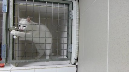 Un chat malin réussi à ouvrir sa cage